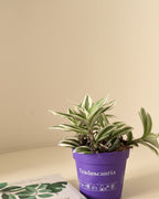 Tradescantia Brightness