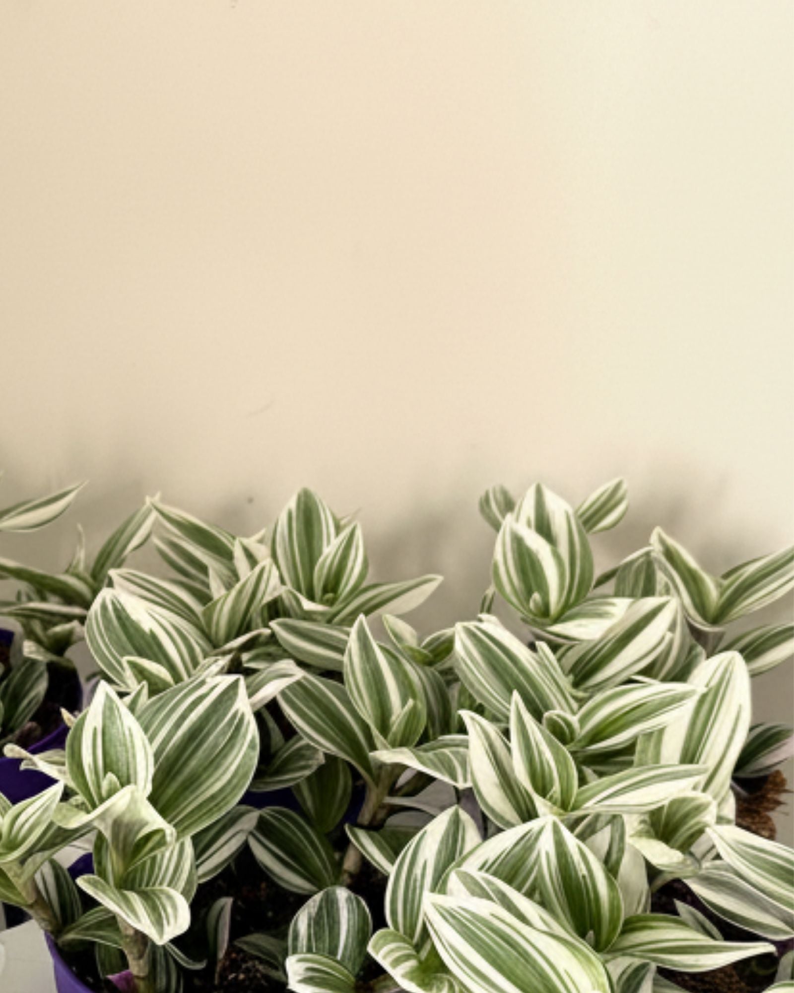 Tradescantia Brightness