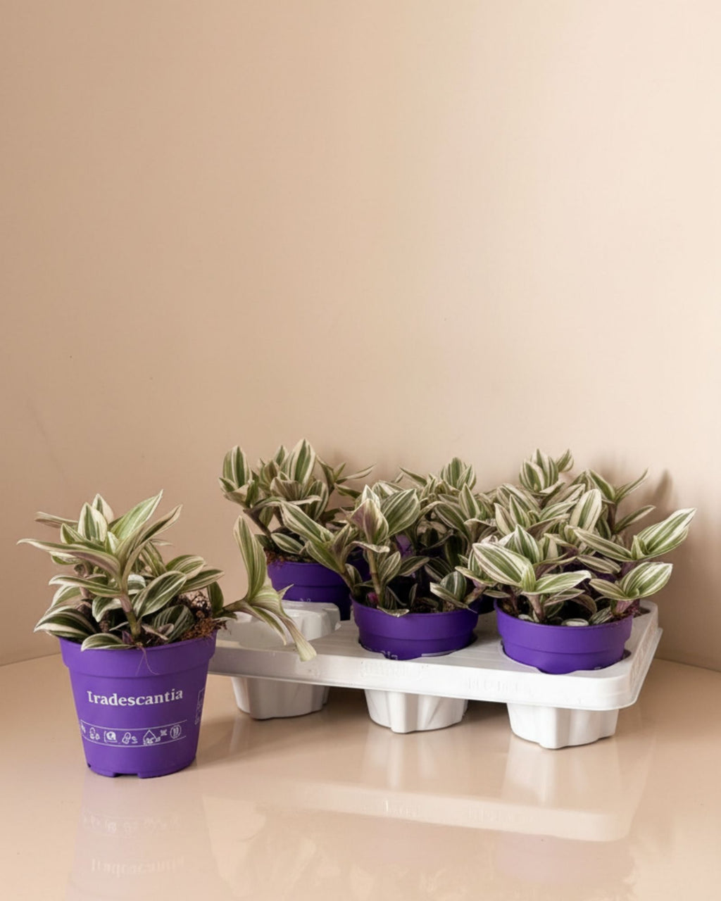 Tradescantia Brightness