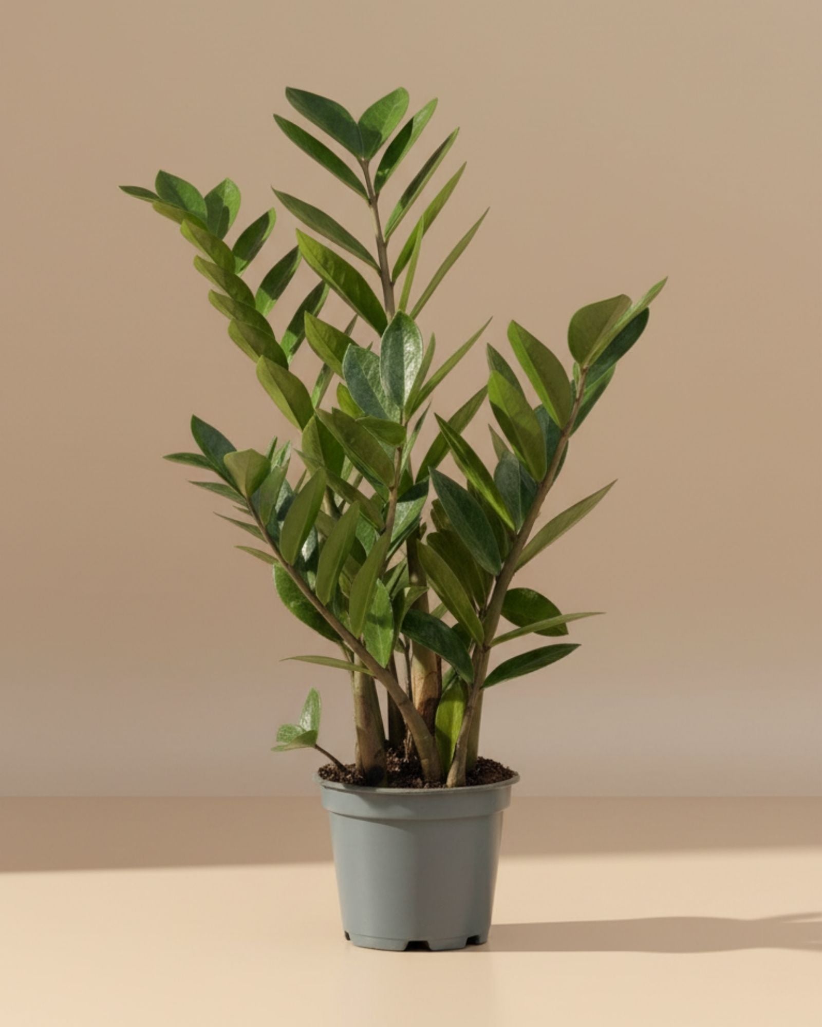 Zamioculcas zamiifolia ZZ Plant S