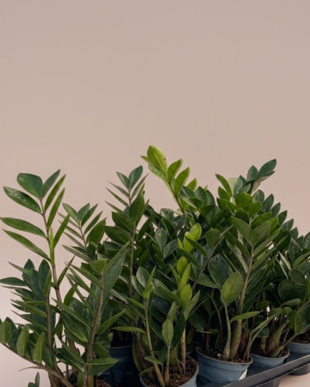 Zamioculcas zamiifolia ZZ Plant S