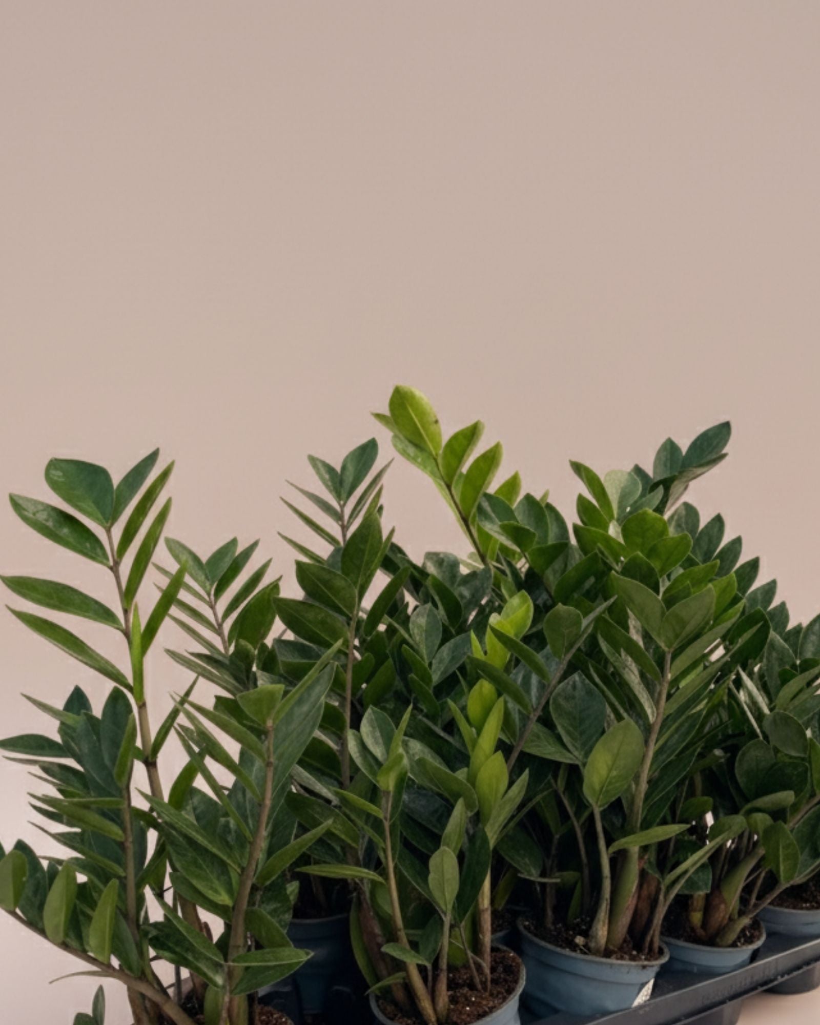 Zamioculcas zamiifolia ZZ Plant S