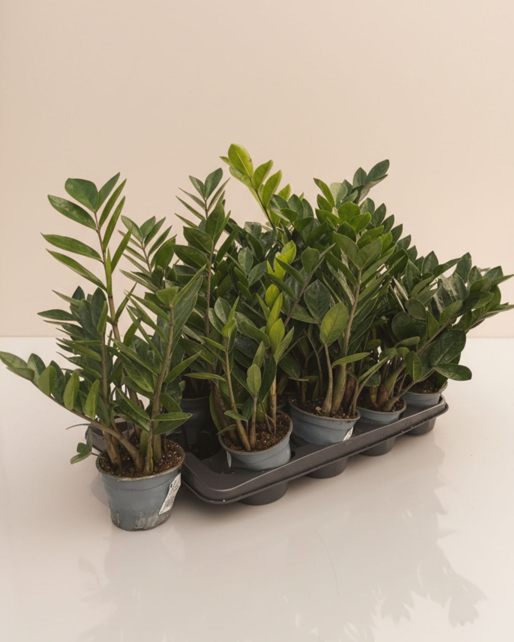 Zamioculcas zamiifolia ZZ Plant S