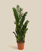 Zamioculcas ZZ Plant XL