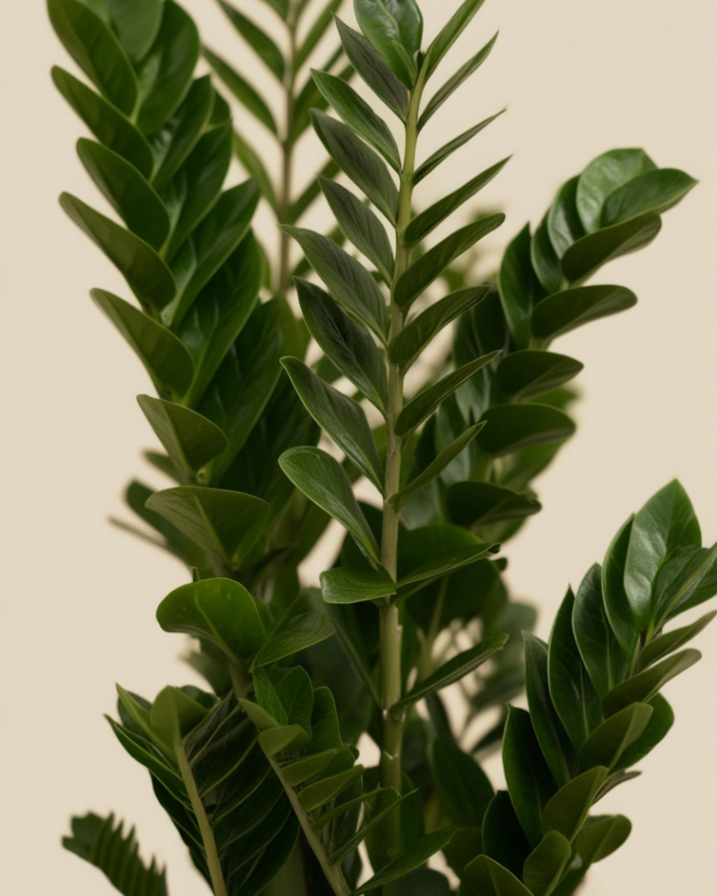 Zamioculcas ZZ Plant XL