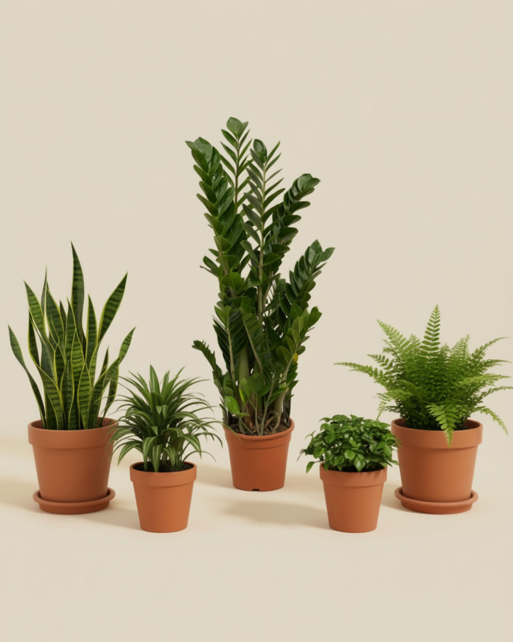 Zamioculcas ZZ Plant XL