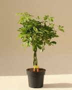 Dwarf umbrella plant