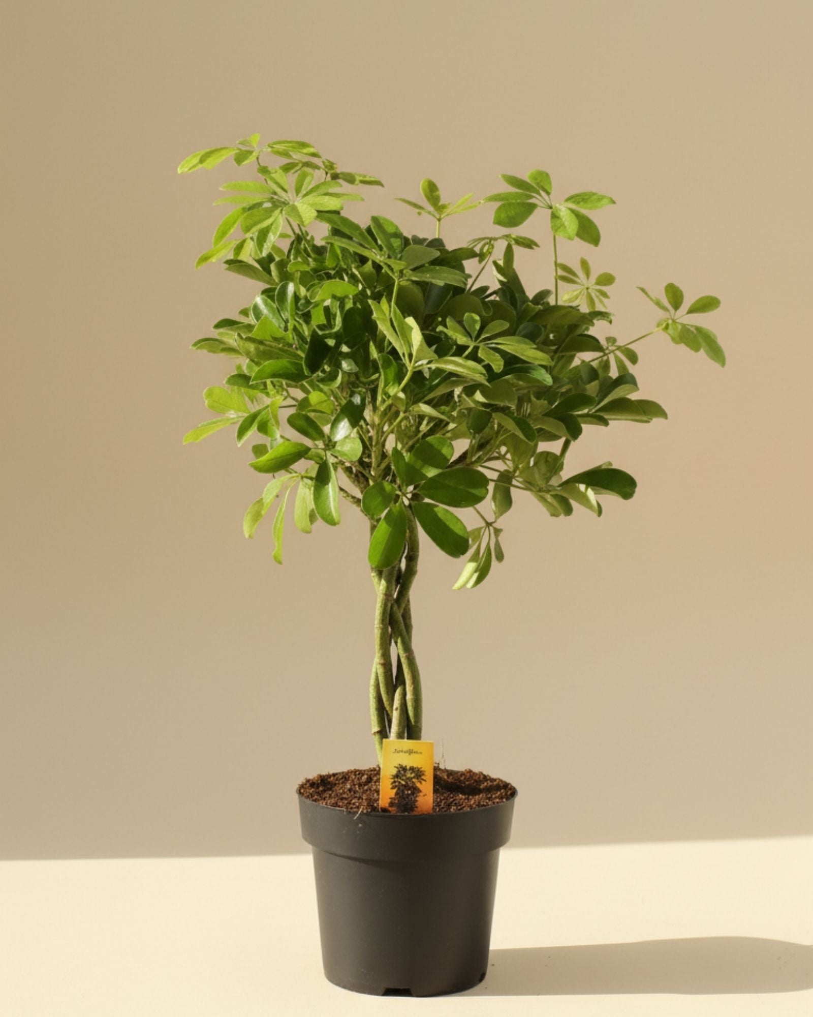 Dwarf umbrella plant