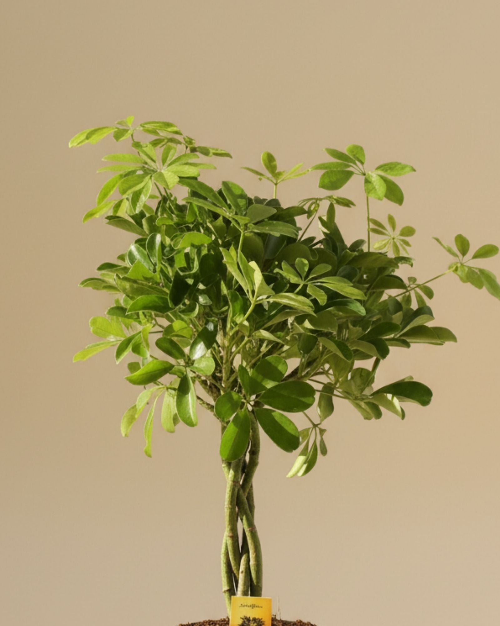 Dwarf umbrella plant