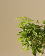 Dwarf umbrella plant