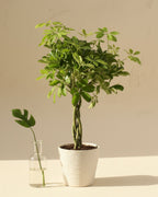 Dwarf umbrella plant