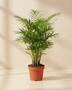 Parlor Palm