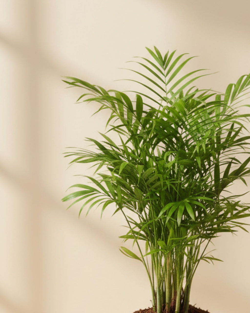 Parlor Palm