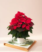 Poinsettia