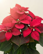 Poinsettia