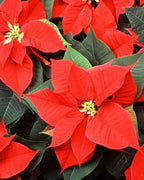 Poinsettia