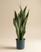 sansevieria snake plant