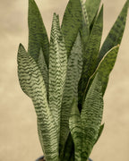 sansevieria snake plant