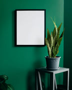 sansevieria snake plant