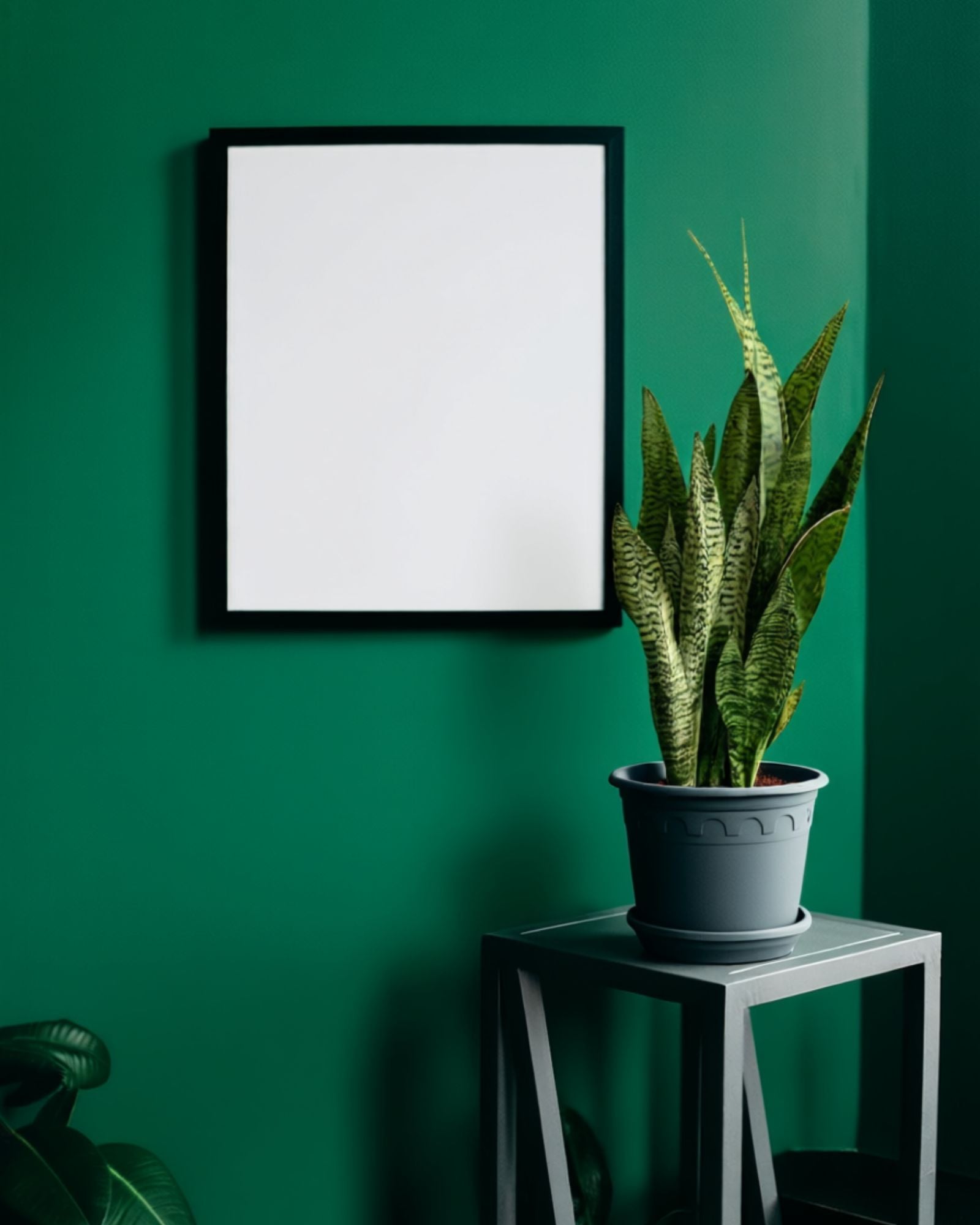 sansevieria snake plant